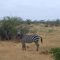 Tsavo East National Park - 02.2010