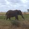 Tsavo East National Park - 02.2010