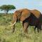 Tsavo East, Bull Elephant