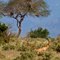 Tsavo East