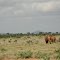 Tsavo East National Park, Kenya