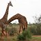 Tsavo East National Park, Kenya