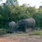 elephants shimba