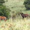 Sable Antelope (Hippotragus Niger) in Shimba Hills N.R.