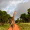Giraffe auf dem Weg