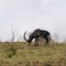 Antilope nera - Hippotragus niger (m)