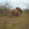 Angry Elephant