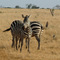 Afica, Kenya, Zebras