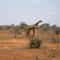 Giraffe in Tsavo east
