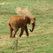 Africa, Kenya, Elephant