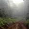 Chogoria Forest