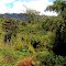 Chogoria Route, Bamboo Zone