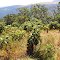 Mt. Kenya