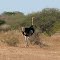Somali Ostrich (Struthio camelus molybdophanes)