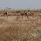 Grant's gazelle (Nanger granti)