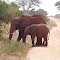 ELEFANTE COL PICCOLO KENIA ,TSAVO EST ,