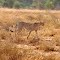 GHEPARDO KENIA ,TSAVO EST ,