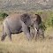KENIA ,TSAVO EST ,   ELEFANTE COL CUCCIOLO