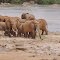 KENIA ,TSAVO EST ,   ELEFANTI ALLO TSAVO RIVER