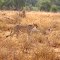 KENIA ,TSAVO EST ,   GHEPARDO