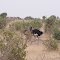 KENIA ,TSAVO EST ,   GLI STRUZZI