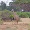 KENIA ,TSAVO EST ,   LA GIRAFFA
