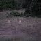 KENIA ,TSAVO EST ,   LE LEONESSE