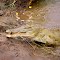 KENIA ,TSAVO EST ,  COCCODRILLO , TSAVO RIVER