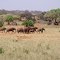 KENIA ,TSAVO EST ,  ELEFANTI IN BRANCO
