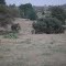 KENIA ,TSAVO EST ,  LEONE MASCHIO