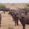 MANDRIA DI BUFALI KENIA ,TSAVO EST ,