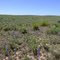 Wildflowers in the Desert