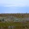 Pronghorn