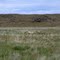 Antelope
