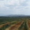 Sisal plantage Nakuru Kenya