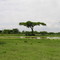 Swamps by Rd B4, 50 km north to Nakuru