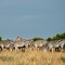 Masai Mara Zebras