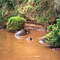Hippos cooling in the water