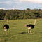 Ostriges are the first sight heading out on the Mara