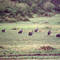 Some Guini fowl forage along the way