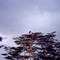 A big Vulture perches in a tree nearby