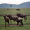 Some Wildebeast gather nearby