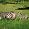 Cebras de Grant en Masai Mara