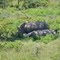 Lake Nakuru NP; White rhinoceros, Ceratotherium simum, Witte neushoorn