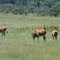Lake Nakuru NP; Eland, Tragelaphus oryx, Eland antilope
