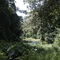Chawia tropical cloud forest