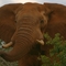 Taita Hills   Bull Ndovu