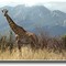 Kenyan Giraffe - 198002LJW