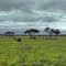 Tsavo East