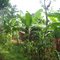 Bananenplantagen am Südhang des Kilimandscharos